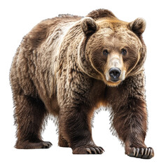 Fototapeta premium Grizzly Bear Isolated on Transparent or White Background, PNG