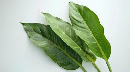 Natural of Beautiful Tropical green leaves of leaf isolated on white background. Stock Illustration