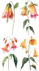 Obraz premium Set of watercolor Abutilon spp flower isolated on white background