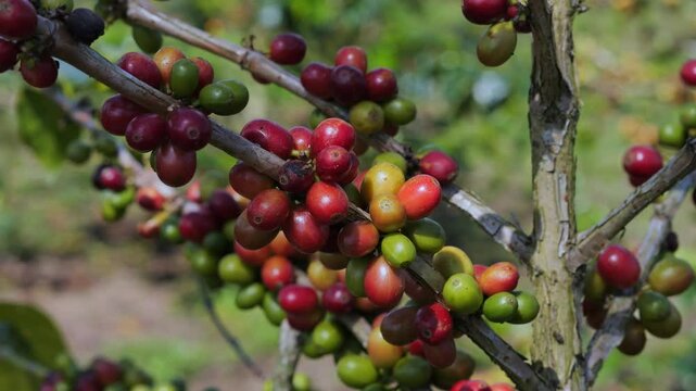 Coffee farm at cloudy day in Indonesia, Bali island. High quality 4k footage