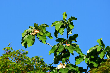 朴の花と青空