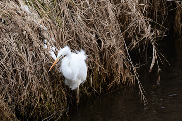 川岸を進む冬のダイサギ