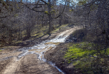 a natural forest road leading to the forest , traveling and walking in nature