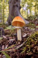 Mushroom(s)