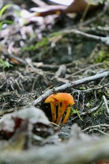 Mushroom(s)