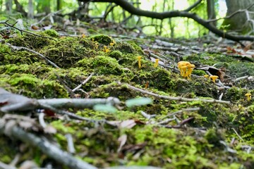 Mushroom(s)