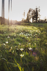 flowers in a meadow at golden hour