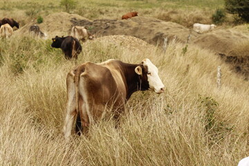 Vacas en rancho en México.