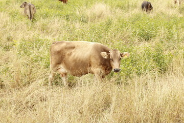 Vacas en rancho en México.