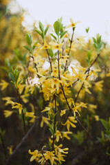Yellow flowers close up 