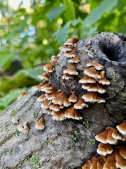 Mushroom(s)