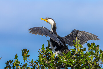 A Little Pied Cormorant perched in a tree with wings spread