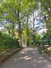 Photo of a walkway lined with trees on a clear day. There is a sidewalk running along a road surrounded by trees in Japan.