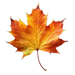 Fototapeta premium Autumn leaf isolated on transparent background