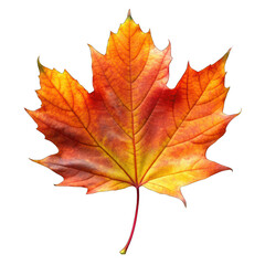 Obraz premium Autumn leaf isolated on transparent background