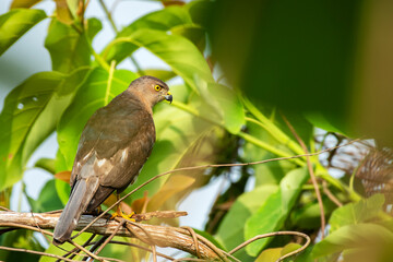 Shikra Bird Perched on Tree Hunting for Prey