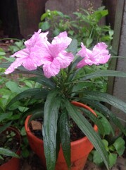 Ruellia Simplex Plant or Wild Petunias Flower