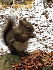 squirrel in the woods