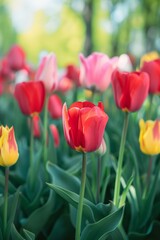 Tulips. Gorgeous flowers. The Tulip Festival in St. Petersburg, Russia