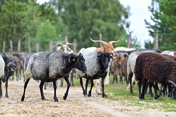 Fototapeta premium Heidschnucken Schafe und Ziegen ziehen mit ihrem Schäfer zur Landschaftspflege durch die Lüneburger Heide bei Undeloh, Niedersachsen, Deutschland 