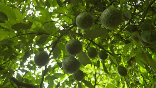 SLOW MOTION SHOT OF AVOCADOS HANGING OF A TREE IN MICHOACAN VIEW FROM BELOW