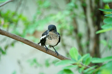 Oriental magpie robin