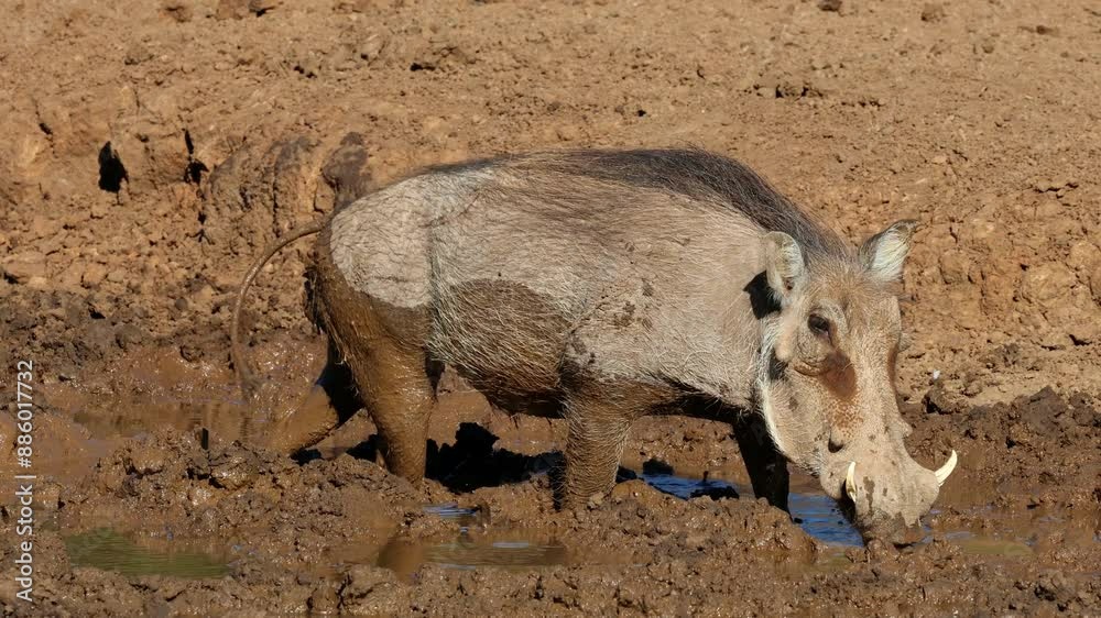 Sticker A warthog (Phacochoerus africanus) drinking at a muddy waterhole, Mokala National Park, South Africa