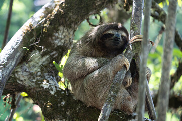 Fototapeta premium portrait of a cute and lazy sloth in the rain forests of panama, arboreal mammal with its slow movements and adorable face hangs in the tropical canopy, embodying the tranquility of the wild