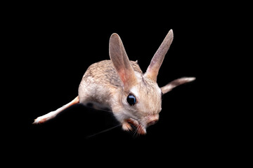 The Long-eared Jerboa (Euchoreutes naso) is native to Mongolia and China.