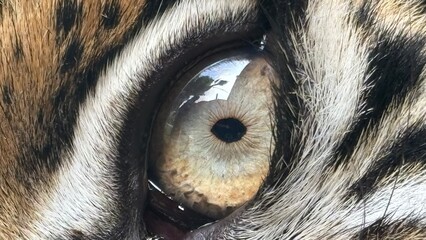 Eye of the Tiger © Rachel