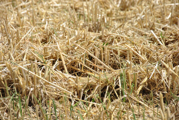 straw and stubble on the field after harvesting close-up. straw and stubble background