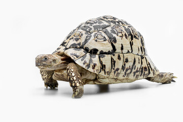 The Leopard Tortoise (Stigmochelys pardalis) is the fourth-largest species of tortoise in the world. The species is found in Africa.