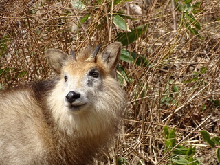 ニホンカモシカ