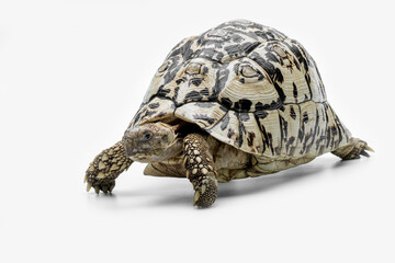 The Leopard Tortoise (Stigmochelys pardalis) is the fourth-largest species of tortoise in the world. The species is found in Africa.