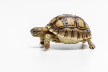 The Sulcata Tortoise or the African Spurred Tortoise (Centrochelys sulcata), is the third-largest species of tortoise in the world and and the largest mainland tortoise.