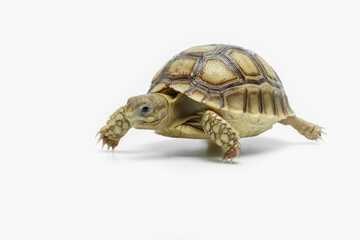 The Sulcata Tortoise or the African Spurred Tortoise (Centrochelys sulcata), is the third-largest species of tortoise in the world and and the largest mainland tortoise.