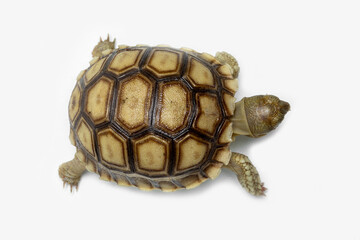 The Sulcata Tortoise or the African Spurred Tortoise (Centrochelys sulcata), is the third-largest species of tortoise in the world and and the largest mainland tortoise.