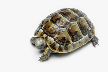 Juvenile Golden Greek Tortoise (Testudo graeca terrestris). As they grow older, the color of their carapace tends to change to a more golden yellow.