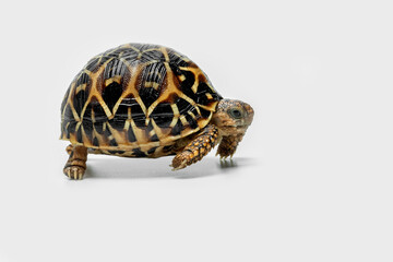 The Indian Star Tortoise (Geochelone elegans) is a tortoise species native to India, Pakistan and Sri Lanka.