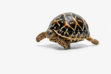The Indian Star Tortoise (Geochelone elegans) is a tortoise species native to India, Pakistan and Sri Lanka.