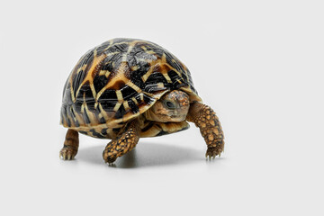 The Indian Star Tortoise (Geochelone elegans) is a tortoise species native to India, Pakistan and Sri Lanka.