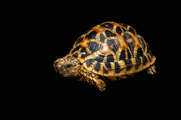 Obraz premium The Spider Tortoise (Pyxis arachnoides) is endemic to Madagascar.
