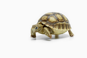 The Sulcata Tortoise or the African Spurred Tortoise (Centrochelys sulcata), is the third-largest species of tortoise in the world and and the largest mainland tortoise.