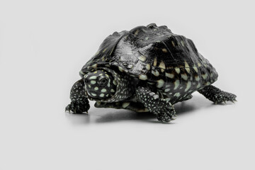 The Black Pond Turtle (Geoclemys hamiltonii) is a freshwater turtle found in South Asia (Paksitan, India, Bangladesh and Sri Lanka).