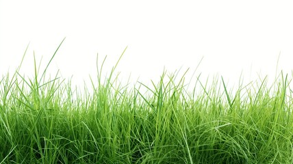 Fototapeta premium A green grass meadow, outdoor landscape, realistic oil painting, vivid, isolated on white background