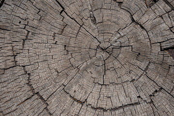 A weathered tree stump in cross section showing the weathered texture and the growth rings_06262021_2788.