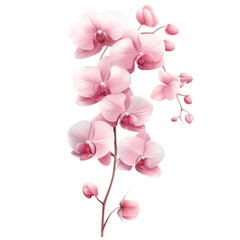 Fototapeta premium Pink cherry blossom flowers in watercolor style clipart with transparent background