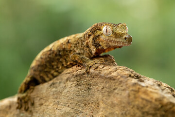 Chahoua Gecko (Mniarogekko chahoua) or Mossy Gecko is a species of gecko native to New Caledonia.