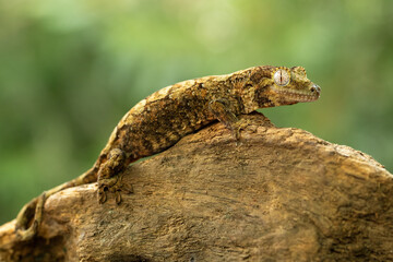 Chahoua Gecko (Mniarogekko chahoua) or Mossy Gecko is a species of gecko native to New Caledonia.
