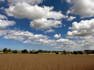 Fototapeta premium a summer scene of golden grain fields near Bad Doberan, close to Rostock in Mecklenburg-Vorpommern, under a sky filled with fluffy clouds